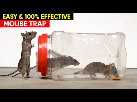 Best & Easy Mouse Trap - DIY Mouse Trap - Rat Trap Homemade