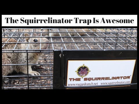 The SQUIRRELINATOR Squirrel Trap Is Awesome - Best Ground Squirrel Trap - Mousetrap Monday