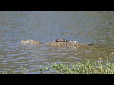 Jacarés tomam conta de lago em Charqueada e preocupam moradores