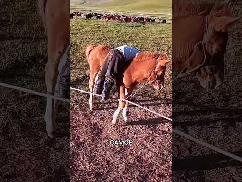 Маленький Мальчик Всё-таки Забрался На Спину Жеребёнка! 🐴❤️