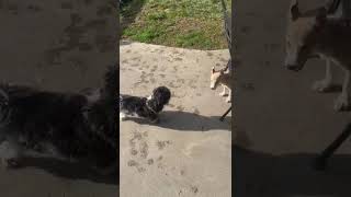 Video preview image #1 Alaskan Klee Kai Puppy For Sale in Mouth Of Wilson, VA, USA