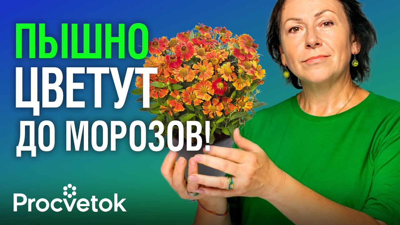 ЧТО ПОСАДИТЬ ВМЕСТО ХРИЗАНТЕМЫ? Самые красивые и неприхотливые осенние цветы