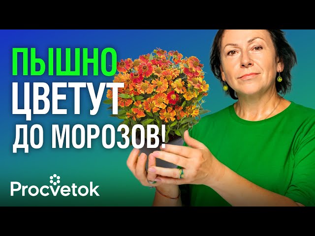 ЧТО ПОСАДИТЬ ВМЕСТО ХРИЗАНТЕМЫ? Самые красивые и неприхотливые осенние цветы