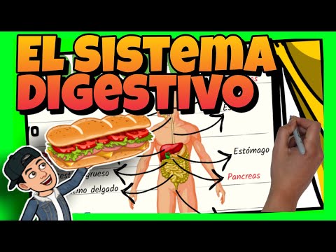 🥝 El SISTEMA DIGESTIVO del CUERPO HUMANO para NIÑOS de PRIMARIA