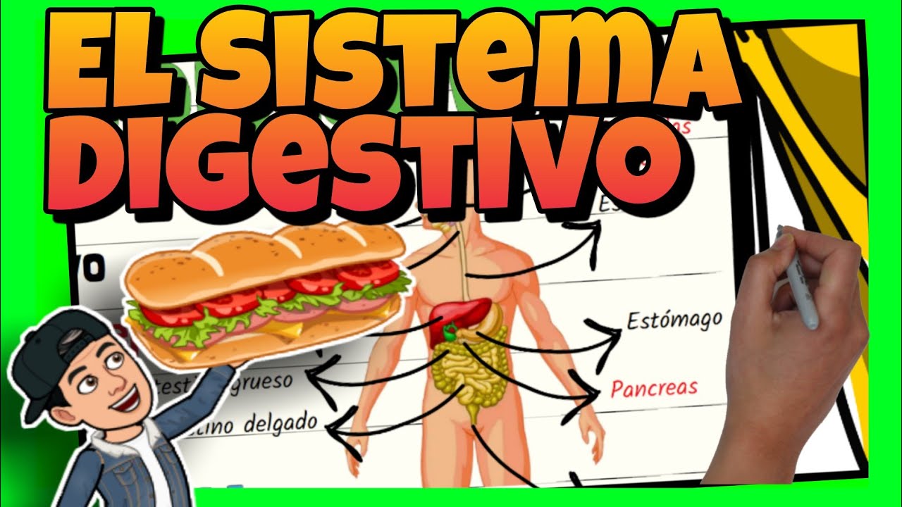🥝 El SISTEMA DIGESTIVO del CUERPO HUMANO para NIÑOS de PRIMARIA