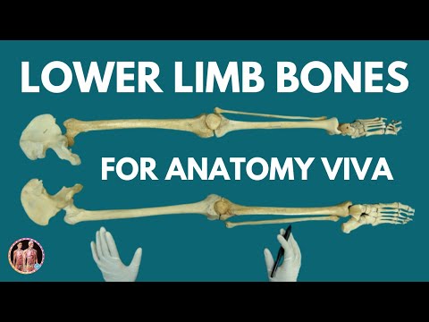 Lower Limb Bones in 30 Minutes | Hip bone, Femur, Patella, Tibia, Fibula | @anatomydecoded