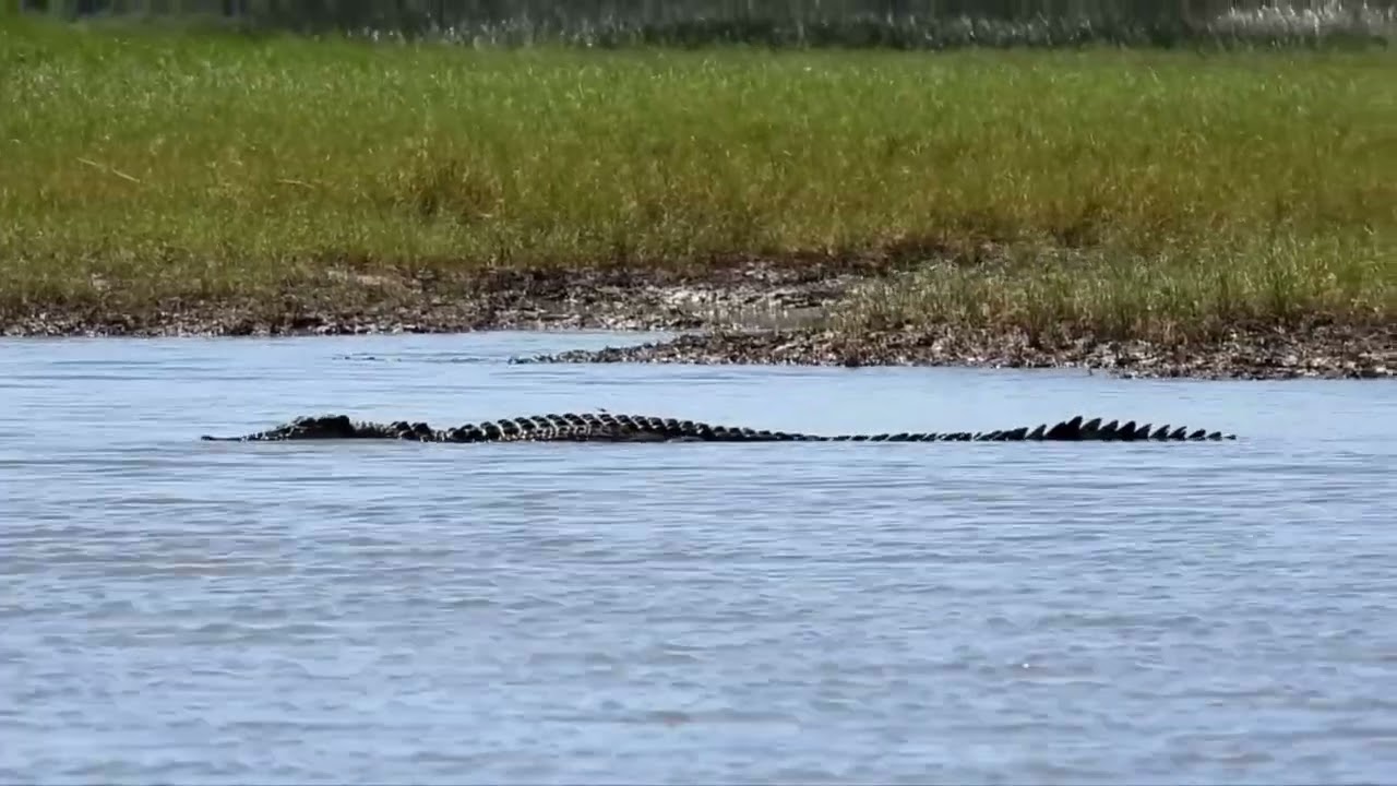 Are there crocs in the Pentecost River? Tipseri
