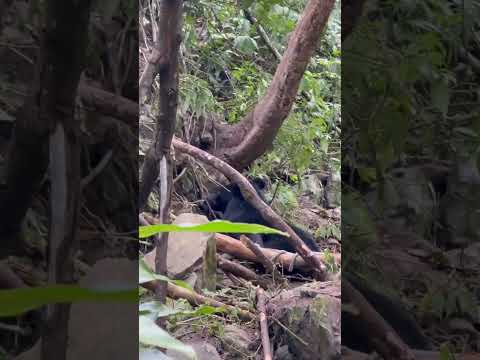 林業保育署臺中分署接獲通報，烏石坑一處樹林溪溝發現受困黑熊