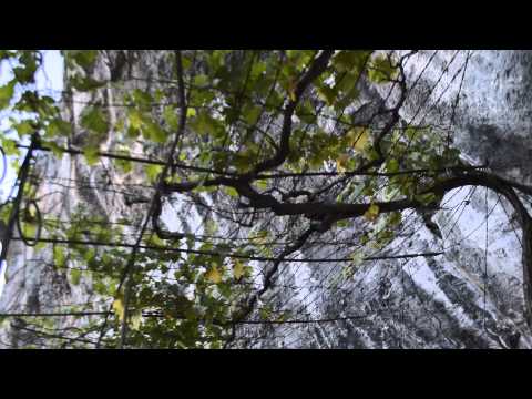 Vinova loza iz kamena u manastiru Ostrog