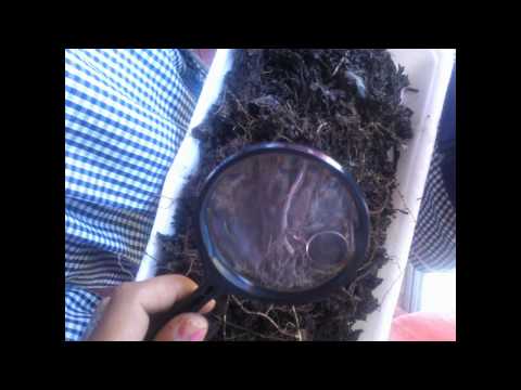 PUEBLO FERNANDEZ ESCUELA 40 EL SUELO Y SUS COMPONENTES