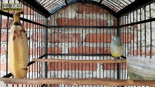 Download lagu Untuk Pancingan Opior Jawa Ngeriwik Kasar Variasi mp3