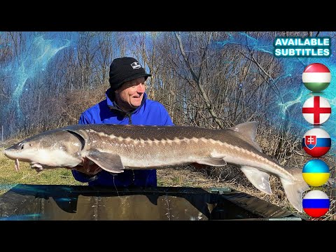 Döme Gábor - Hideg vízi pontyhorgászat feederrel 24. rész - Óriás tokok februárban