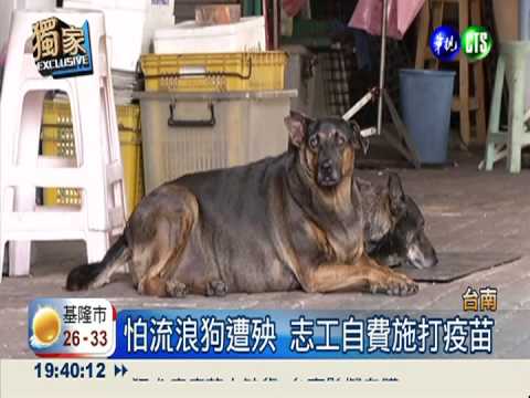 流浪狗人人喊打 志工自費打疫苗
