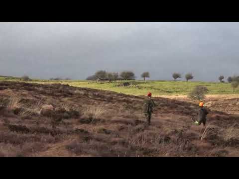 Snipe hunting with english setter Diamante della Serpentara .. top quality hunting in Ireland