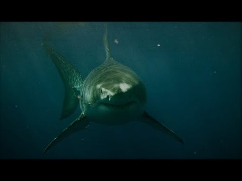 Feeding Sharks In A Clear Kayak Looks Amazing & Terrifying