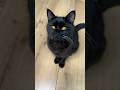 Sorry Black Cat ‍