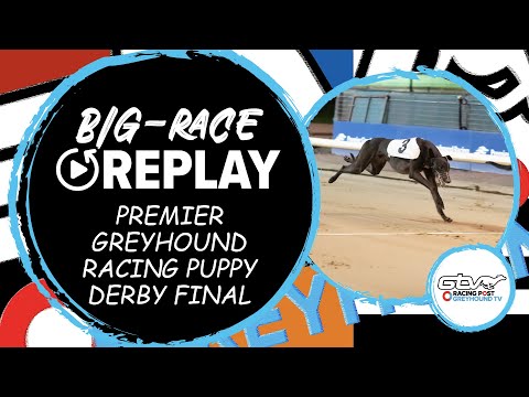 2023 PGR Puppy Derby Final - Bradys Bullet | Greyhound Race Replays | 2023 Big Finals