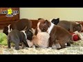 American Bully dogs for stud: Bru - Video 4