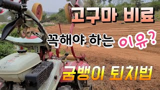 고구마 비료 꼭해야 !! 맛있고 다수확   굼뱅이 퇴치법