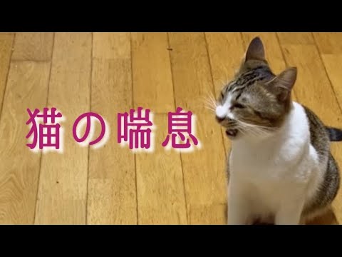 猫の気管支炎 - 症状、治療、予防