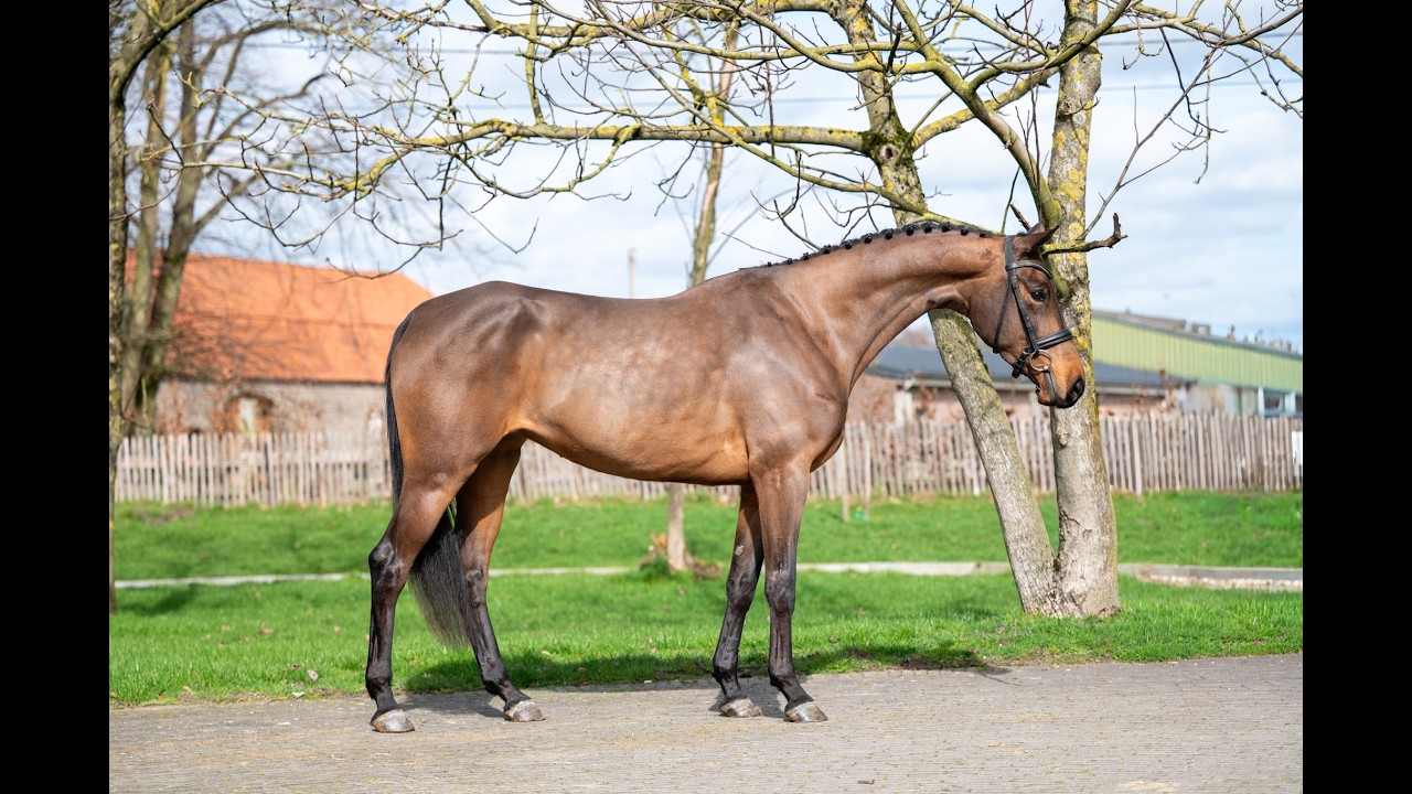 Corette 2 vd Wouw  Z (CORNELIUS VD WOUW Z x MINUTE MAN) video 1