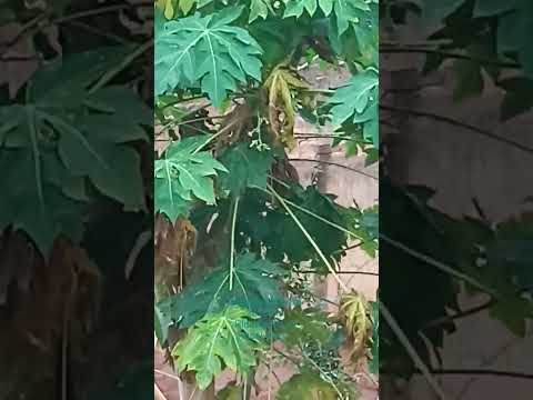 Primeira chuva da temporada 2025-2026 em Hidrolândia de Uibaí-Bahia.