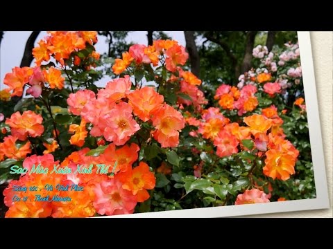 Thể hiện bởi Thành Nguyên
