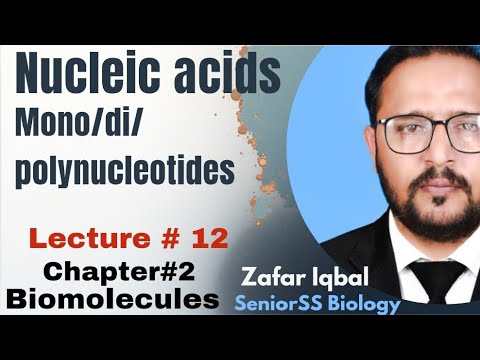 Nucleic Acids/ mononucleotides/polynucleotides/DNA watson crick model/ dinucleotides