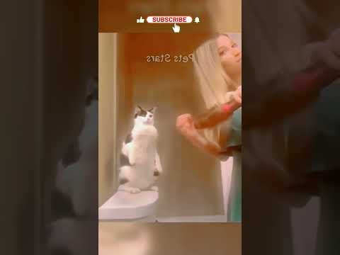 This Went Wrong So Fast 😳🐶🐱 #shorts #funnyanimals #pets