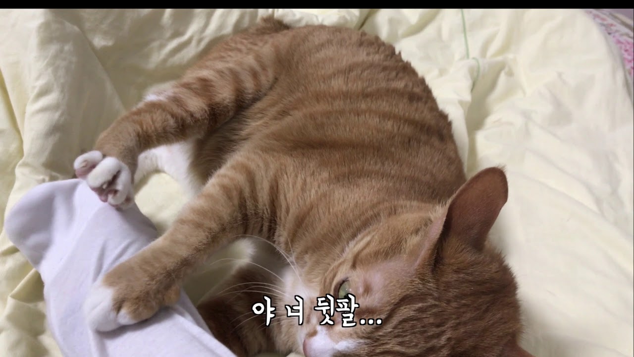 고양이와 까꿍을 해보았습니다.