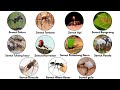 All The Unique And Weird Types Of Ants Explained In 9 Minutes