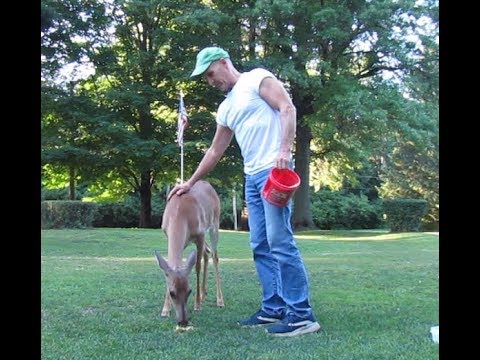 Ep. 14: My Deer Friends and New Fawns!!!  June 2018