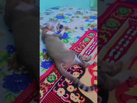 Man ka Aanchal #cat #🌹🌹🌹 #