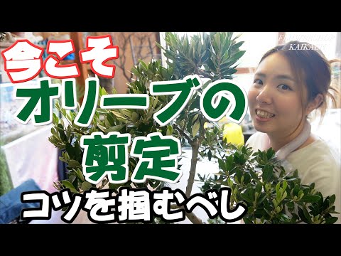 鉢植えのオリーブの木を剪定する方法 剪定の理想的な時期 栄養停止 2月 4月