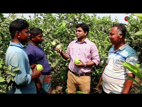 থাই পেয়ারাঃ কৃষকের জন্য নিশ্চিত লাভের উপায়