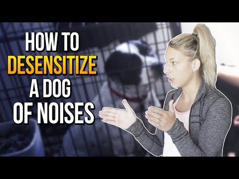 HOW TO DESENSITIZE A DOG OF NOISES