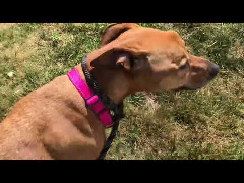 Chloe, an adopted Rhodesian Ridgeback in Long Beach, NY_image-1