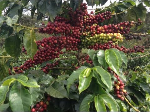 Coffee Varietals in Kenya