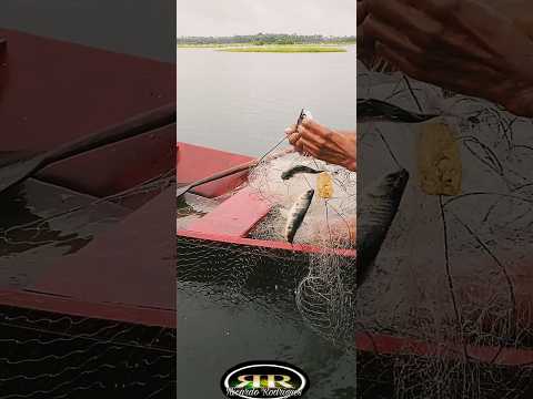 Bacuri, povoado Santa Joana Vitória do Mearim Maranhão #turismonordeste #cavalo #fishing