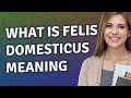 Felis Domesticus Meaning Of Felis Domesticus