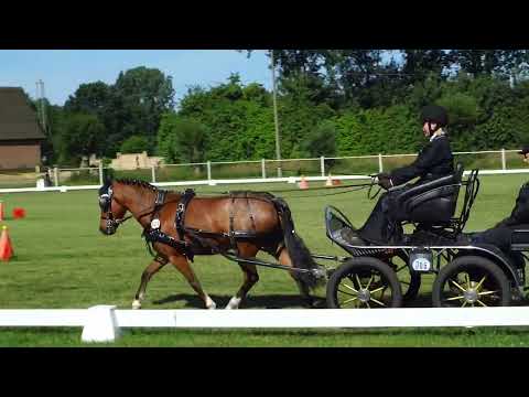 Fahrturnier Dörenthe 12.6.2022