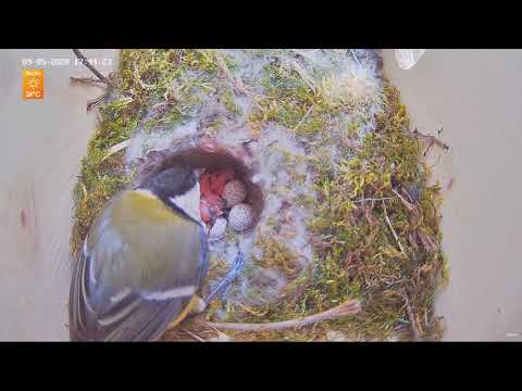 Wild bird hatching (Eurasian Great Tit - Parus major)