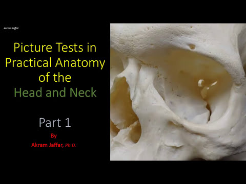 Anatomia głowy i szyi - ćwiczenia (część 1)