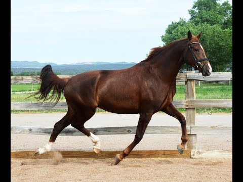 Pippa 4-year-old mare ( BH Don Olymbrio-Royal Prince) in foal to Iron (Asgard's Ibiza- Hohenstein)