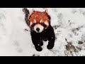 【red panda】Playing around in the snow