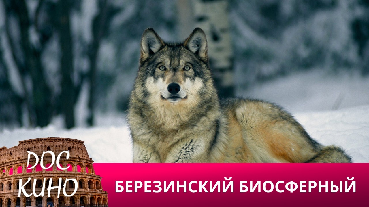 🎭БЕРЕЗИНСКИЙ БИОСФЕРНЫЙ🌎 ДОКУМЕНТАЛЬНОЕ КИНО 🎆 2025