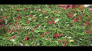 Collecting chillies: Chilli farming in Maharashtra 