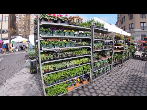 Union Square Greenmarket Quick Tour | MARCH 2022 (They have Seedlings!)