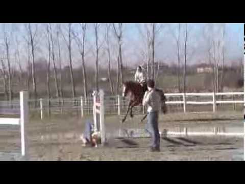 VALENTINO I x GLETSCHER - 2009 hannoveraner mare SOLD