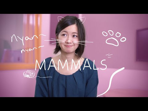 Learn The Most Useful Words in Japanese